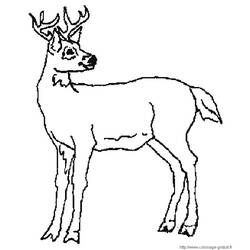 Coloring page: Deer (Animals) #2573 - Free Printable Coloring Pages