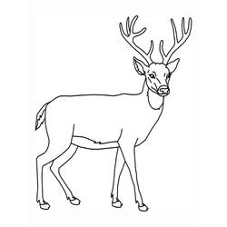 Coloring page: Deer (Animals) #2575 - Free Printable Coloring Pages