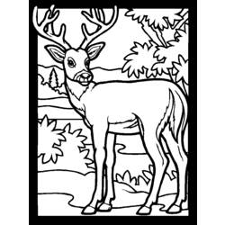 Coloring page: Deer (Animals) #2577 - Free Printable Coloring Pages