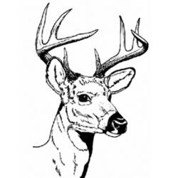 Coloring page: Deer (Animals) #2580 - Free Printable Coloring Pages