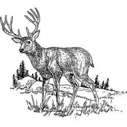 Coloring page: Deer (Animals) #2583 - Free Printable Coloring Pages