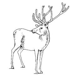 Coloring page: Deer (Animals) #2590 - Free Printable Coloring Pages