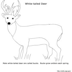 Coloring page: Deer (Animals) #2600 - Free Printable Coloring Pages