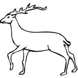 Coloring page: Deer (Animals) #2602 - Free Printable Coloring Pages