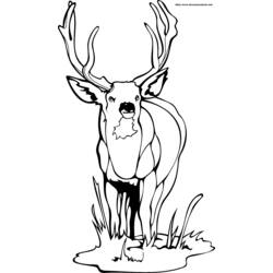 Coloring page: Deer (Animals) #2610 - Free Printable Coloring Pages