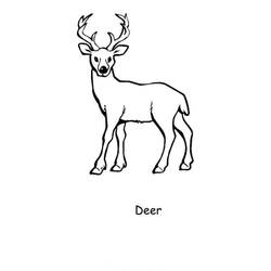 Coloring page: Deer (Animals) #2618 - Free Printable Coloring Pages