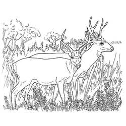 Coloring page: Deer (Animals) #2623 - Free Printable Coloring Pages