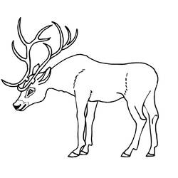 Coloring page: Deer (Animals) #2626 - Free Printable Coloring Pages