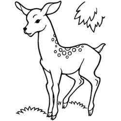 Coloring page: Deer (Animals) #2627 - Free Printable Coloring Pages