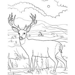 Coloring page: Deer (Animals) #2629 - Free Printable Coloring Pages