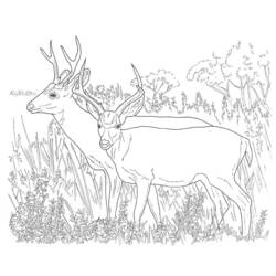 Coloring page: Deer (Animals) #2632 - Printable coloring pages