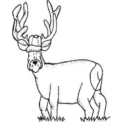 Coloring page: Deer (Animals) #2634 - Free Printable Coloring Pages