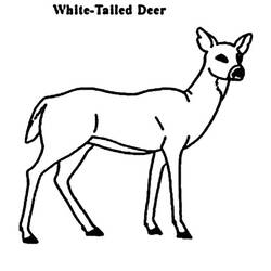 Coloring page: Deer (Animals) #2639 - Free Printable Coloring Pages