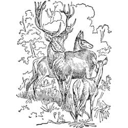 Coloring page: Deer (Animals) #2640 - Free Printable Coloring Pages