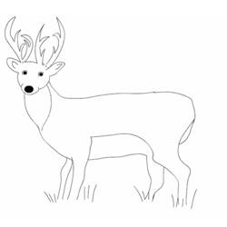 Coloring page: Deer (Animals) #2646 - Free Printable Coloring Pages