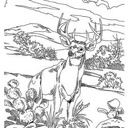 Coloring page: Deer (Animals) #2655 - Printable coloring pages