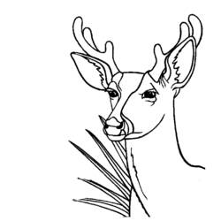 Coloring page: Deer (Animals) #2660 - Printable coloring pages