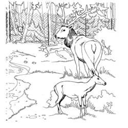 Coloring page: Deer (Animals) #2661 - Printable coloring pages