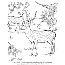 Coloring page: Deer (Animals) #2663 - Free Printable Coloring Pages