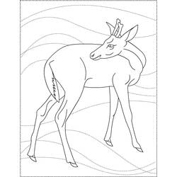 Coloring page: Deer (Animals) #2685 - Free Printable Coloring Pages