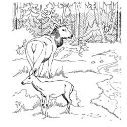 Coloring page: Deer (Animals) #2687 - Free Printable Coloring Pages
