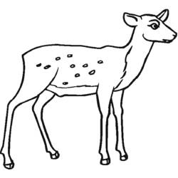 Coloring page: Deer (Animals) #2689 - Free Printable Coloring Pages