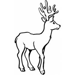 Coloring page: Deer (Animals) #2707 - Free Printable Coloring Pages