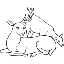 Coloring page: Deer (Animals) #2721 - Free Printable Coloring Pages