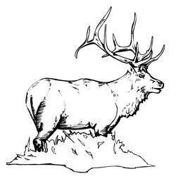 Coloring page: Deer (Animals) #2722 - Free Printable Coloring Pages