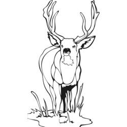 Coloring page: Deer (Animals) #2750 - Free Printable Coloring Pages
