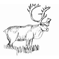 Coloring page: Deer (Animals) #2756 - Free Printable Coloring Pages