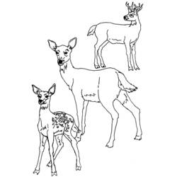 Coloring page: Deer (Animals) #2760 - Free Printable Coloring Pages