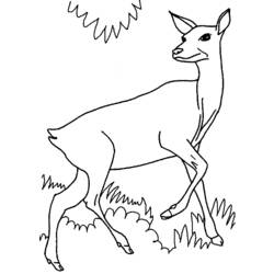 Coloring page: Doe (Animals) #1133 - Printable coloring pages