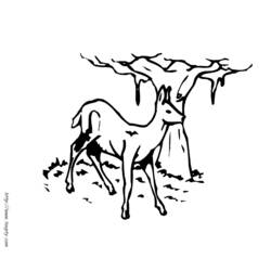 Coloring page: Doe (Animals) #1140 - Printable coloring pages
