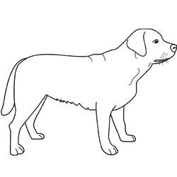 Coloring page: Dog (Animals) #3139 - Free Printable Coloring Pages