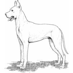 Coloring page: Dog (Animals) #3170 - Free Printable Coloring Pages