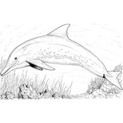Coloring page: Dolphin (Animals) #5092 - Printable coloring pages