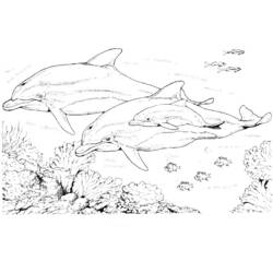 Coloring page: Dolphin (Animals) #5107 - Free Printable Coloring Pages