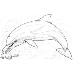 Coloring page: Dolphin (Animals) #5108 - Free Printable Coloring Pages