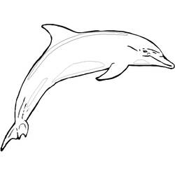 Coloring page: Dolphin (Animals) #5159 - Printable coloring pages