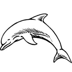 Coloring page: Dolphin (Animals) #5165 - Printable coloring pages