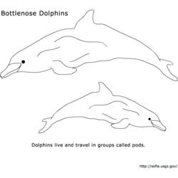 Coloring page: Dolphin (Animals) #5189 - Free Printable Coloring Pages