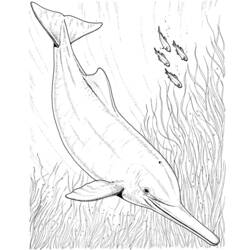 Coloring page: Dolphin (Animals) #5231 - Free Printable Coloring Pages