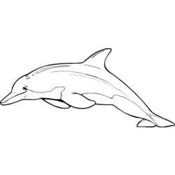 Coloring page: Dolphin (Animals) #5253 - Free Printable Coloring Pages