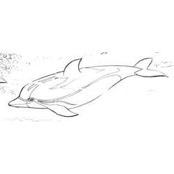 Coloring page: Dolphin (Animals) #5263 - Free Printable Coloring Pages