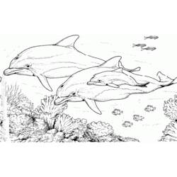 Coloring page: Dolphin (Animals) #5284 - Free Printable Coloring Pages