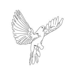 Coloring page: Dove (Animals) #3923 - Free Printable Coloring Pages