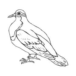 Coloring page: Dove (Animals) #3999 - Free Printable Coloring Pages