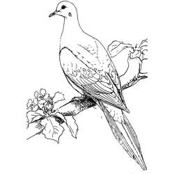 Coloring page: Dove (Animals) #4015 - Free Printable Coloring Pages