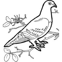 Coloring page: Dove (Animals) #4020 - Printable coloring pages